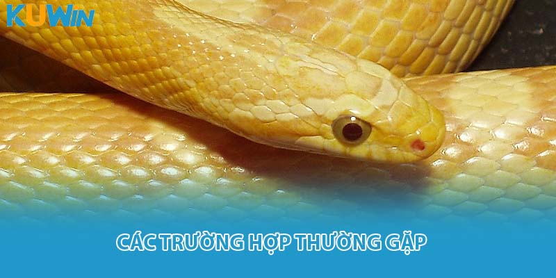 Các trường hợp thường gặp