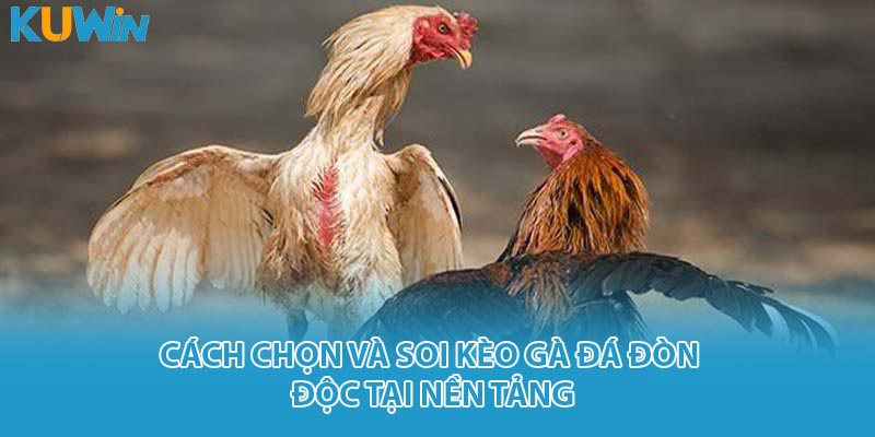 Cách chọn và soi kèo gà đá đòn độc tại nền tảng