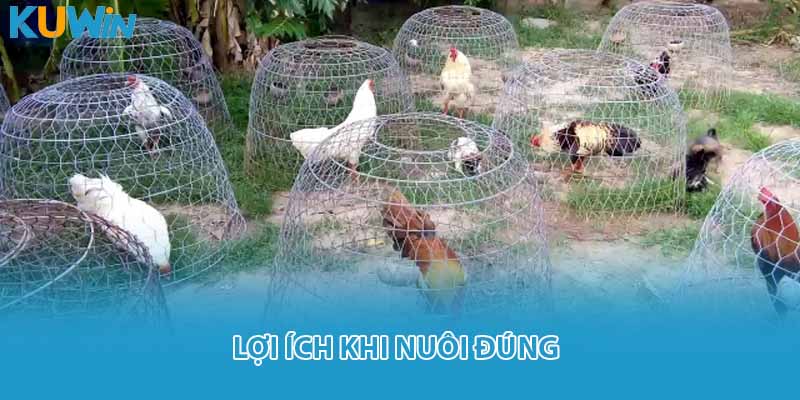 Lợi ích khi nuôi đúng