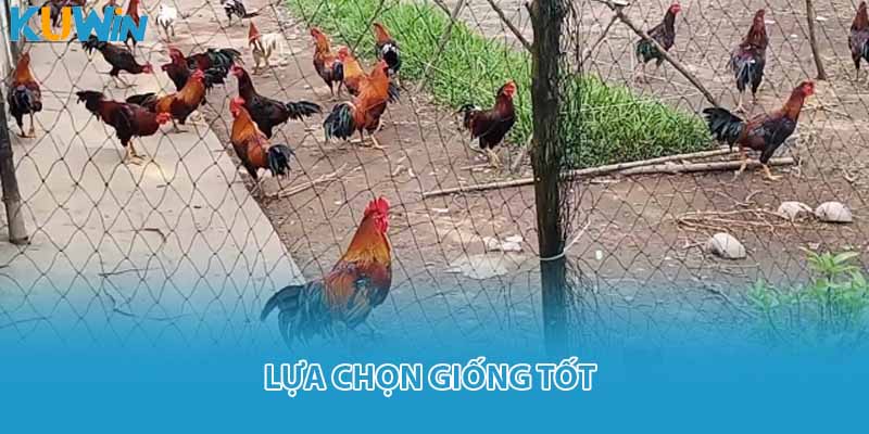 Lựa chọn giống tốt