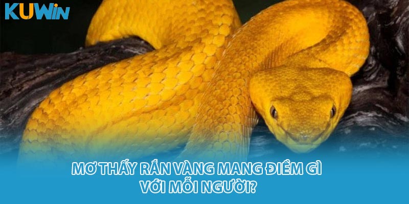 Mơ thấy rắn vàng mang điềm gì với mỗi người?