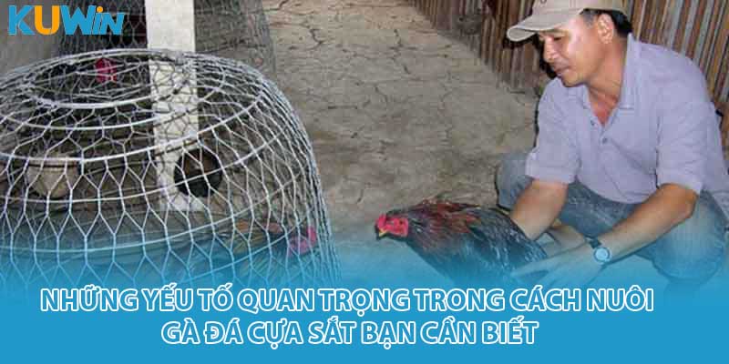 Những yếu tố quan trọng trong cách nuôi gà đá cựa sắt bạn cần biết