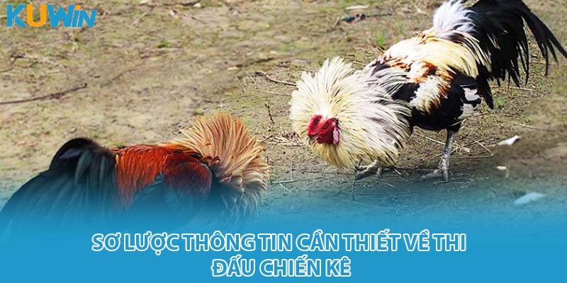 Sơ lược thông tin cần thiết về thi đấu chiến kê